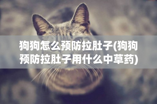 狗狗怎么預防拉肚子(狗狗預防拉肚子用什么中草藥)