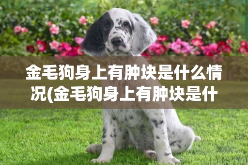 金毛狗身上有腫塊是什么情況(金毛狗身上有腫塊是什么情況引起的)