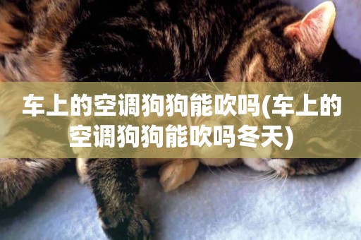 車上的空調狗狗能吹嗎(車上的空調狗狗能吹嗎冬天)