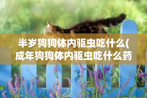 半歲狗狗體內驅蟲吃什么(成年狗狗體內驅蟲吃什么藥)