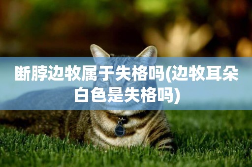 斷脖邊牧屬于失格嗎(邊牧耳朵白色是失格嗎)