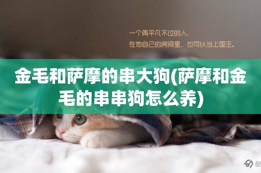 金毛和薩摩的串大狗(薩摩和金毛的串串狗怎么養)