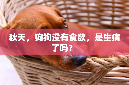 秋天，狗狗沒有食欲，是生病了嗎？ 