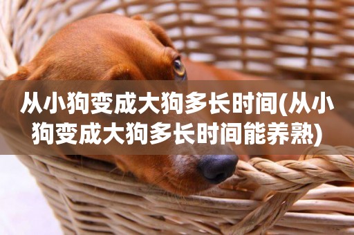 從小狗變成大狗多長時間(從小狗變成大狗多長時間能養熟)