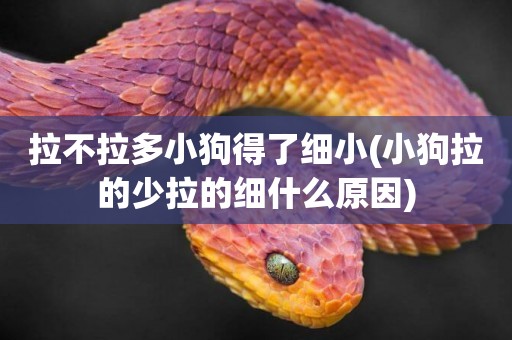 拉不拉多小狗得了細小(小狗拉的少拉的細什么原因)