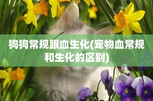 狗狗常規跟血生化(寵物血常規和生化的區別)