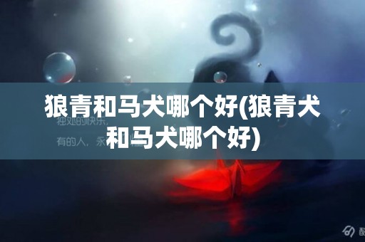 狼青和馬犬哪個好(狼青犬和馬犬哪個好)