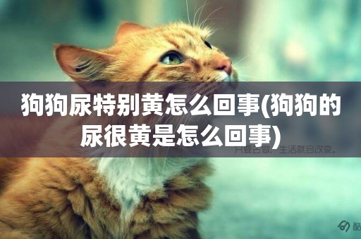 狗狗尿特別黃怎么回事(狗狗的尿很黃是怎么回事)