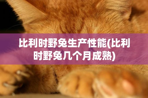 比利時野兔生產性能(比利時野兔幾個月成熟)