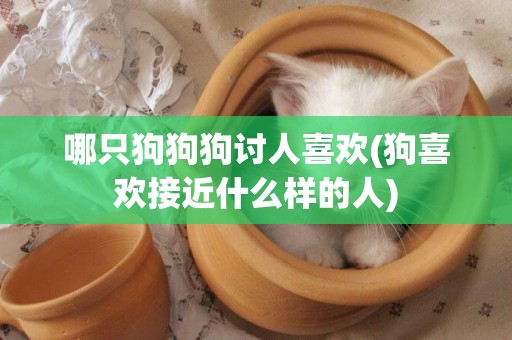哪只狗狗狗討人喜歡(狗喜歡接近什么樣的人)