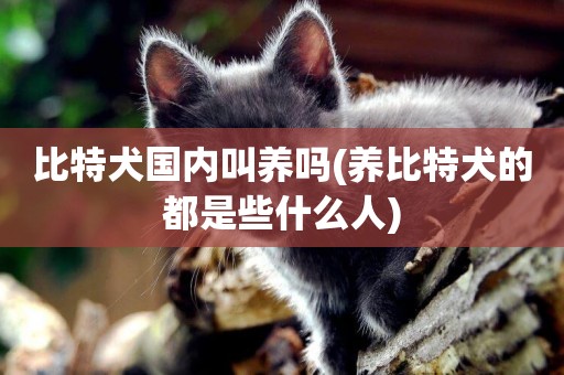 比特犬國內叫養嗎(養比特犬的都是些什么人)