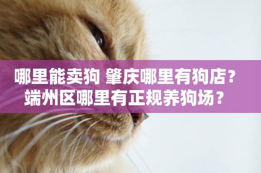 哪里能賣狗 肇慶哪里有狗店？ 端州區哪里有正規養狗場？ 