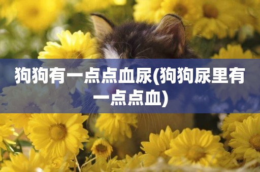 狗狗有一點點血尿(狗狗尿里有一點點血)