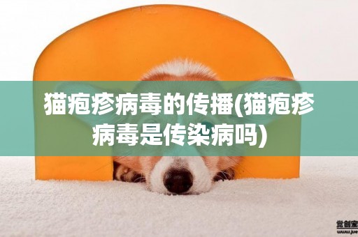 貓皰疹病毒的傳播(貓皰疹病毒是傳染病嗎)