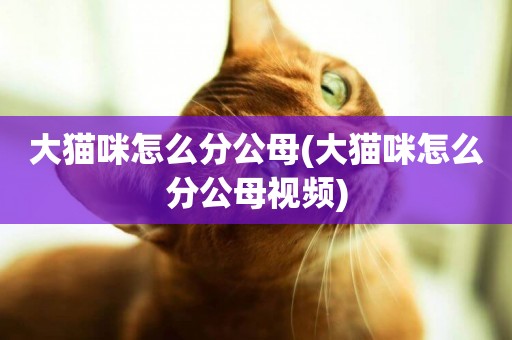 大貓咪怎么分公母(大貓咪怎么分公母視頻)
