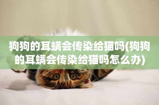 狗狗的耳螨會傳染給貓嗎(狗狗的耳螨會傳染給貓嗎怎么辦)