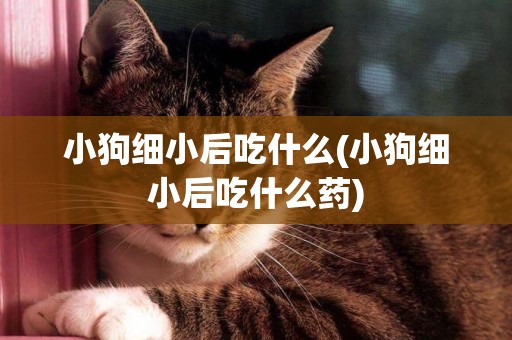 小狗細小后吃什么(小狗細小后吃什么藥)