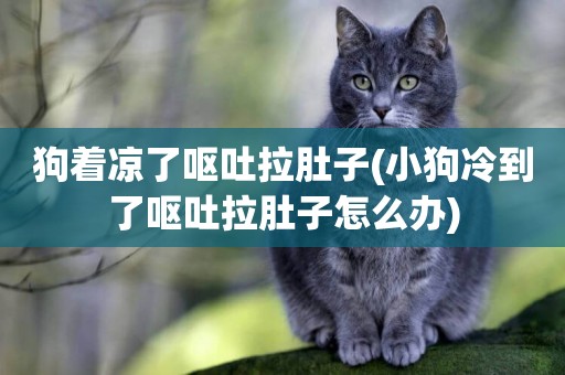 狗著涼了嘔吐拉肚子(小狗冷到了嘔吐拉肚子怎么辦)