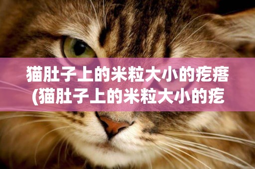 貓肚子上的米粒大小的疙瘩(貓肚子上的米粒大小的疙瘩是什么)