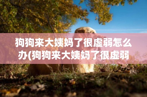 狗狗來大姨媽了很虛弱怎么辦(狗狗來大姨媽了很虛弱怎么辦啊)