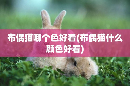 布偶貓哪個色好看(布偶貓什么顏色好看)