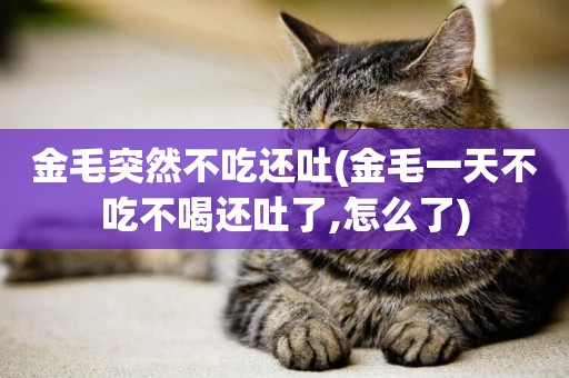 金毛突然不吃還吐(金毛一天不吃不喝還吐了,怎么了)