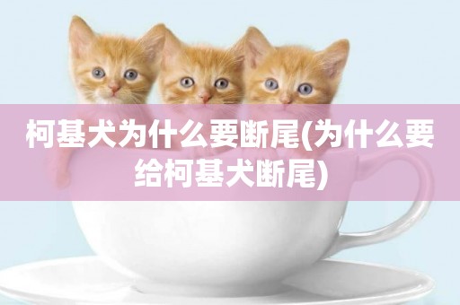 柯基犬為什么要斷尾(為什么要給柯基犬斷尾)