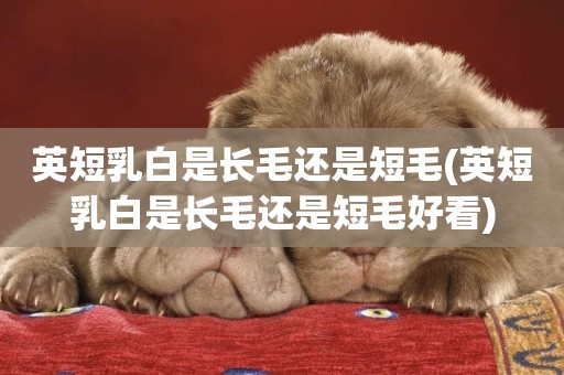英短乳白是長毛還是短毛(英短乳白是長毛還是短毛好看)