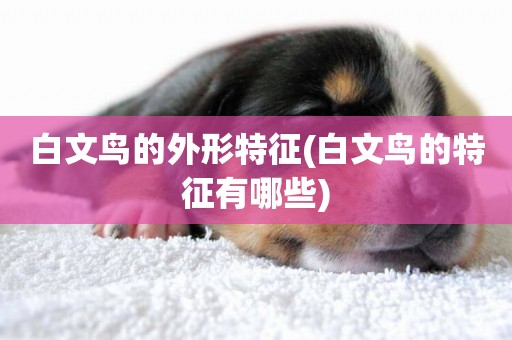 白文鳥的外形特征(白文鳥的特征有哪些)
