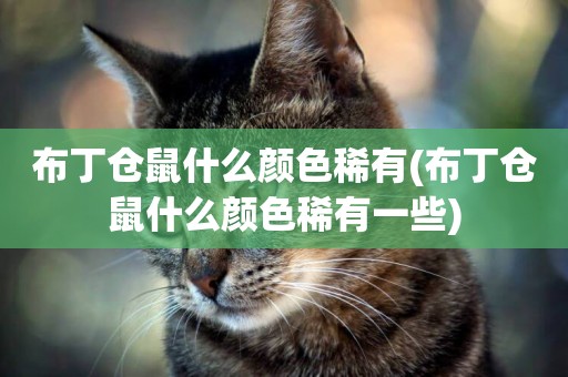 布丁倉鼠什么顏色稀有(布丁倉鼠什么顏色稀有一些)