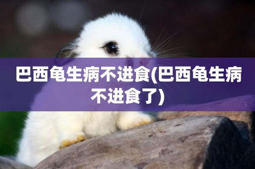 巴西龜生病不進食(巴西龜生病不進食了)