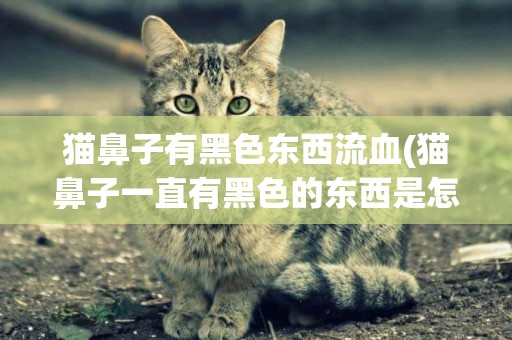 貓鼻子有黑色東西流血(貓鼻子一直有黑色的東西是怎么回事)