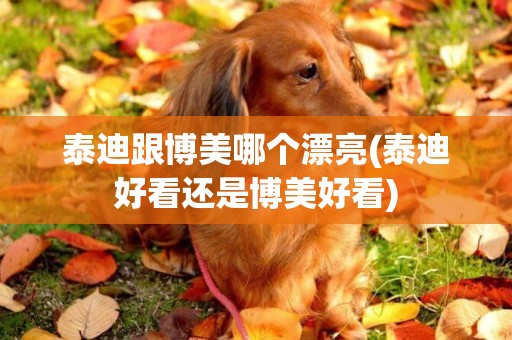 泰迪跟博美哪個漂亮(泰迪好看還是博美好看)