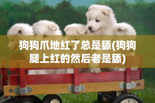 狗狗爪地紅了總是舔(狗狗腿上紅的然后老是舔)