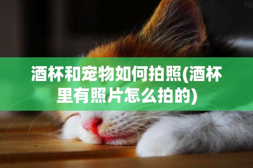 酒杯和寵物如何拍照(酒杯里有照片怎么拍的)