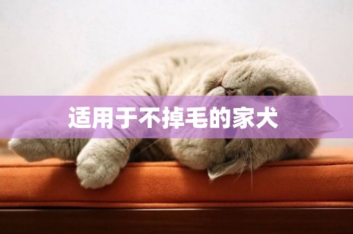 適用于不掉毛的家犬 