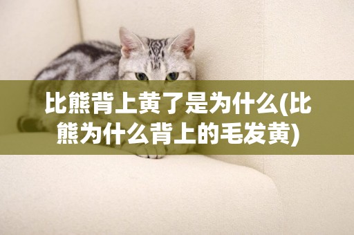 比熊背上黃了是為什么(比熊為什么背上的毛發黃)