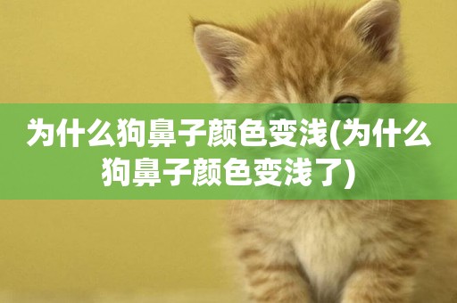 為什么狗鼻子顏色變淺(為什么狗鼻子顏色變淺了)