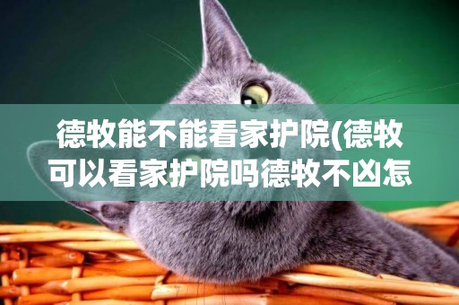 德牧能不能看家護院(德牧可以看家護院嗎德牧不兇怎么辦)