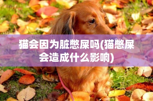 貓會因為臟憋屎嗎(貓憋屎會造成什么影響)