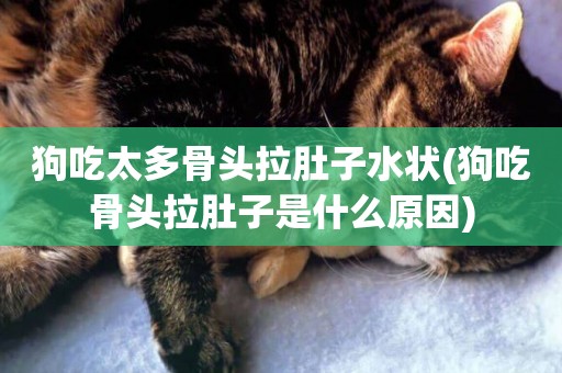 狗吃太多骨頭拉肚子水狀(狗吃骨頭拉肚子是什么原因)
