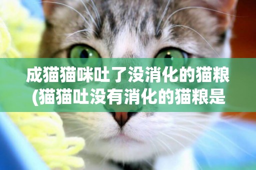 成貓貓咪吐了沒消化的貓糧(貓貓吐沒有消化的貓糧是為什么)