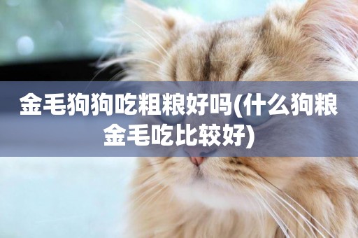 金毛狗狗吃粗糧好嗎(什么狗糧金毛吃比較好)