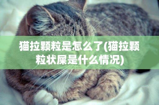 貓拉顆粒是怎么了(貓拉顆粒狀屎是什么情況)