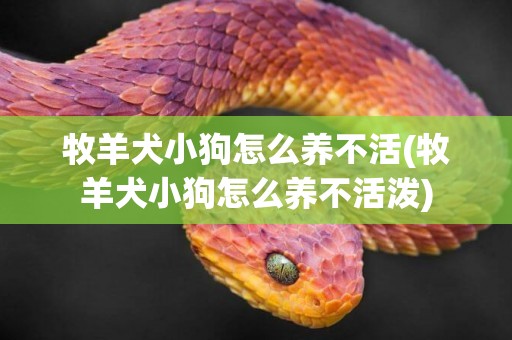 牧羊犬小狗怎么養不活(牧羊犬小狗怎么養不活潑)