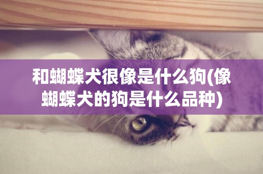 和蝴蝶犬很像是什么狗(像蝴蝶犬的狗是什么品種)
