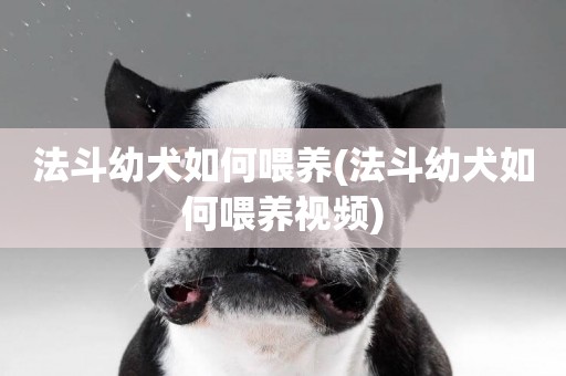 法斗幼犬如何喂養(法斗幼犬如何喂養視頻)