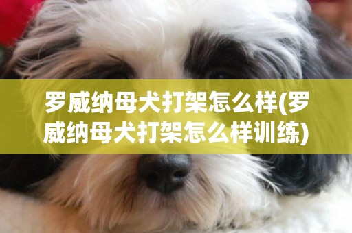 羅威納母犬打架怎么樣(羅威納母犬打架怎么樣訓練)