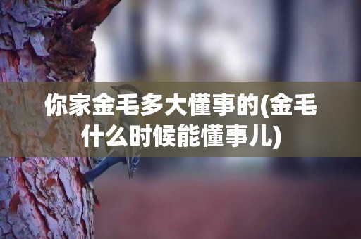 你家金毛多大懂事的(金毛什么時候能懂事兒)