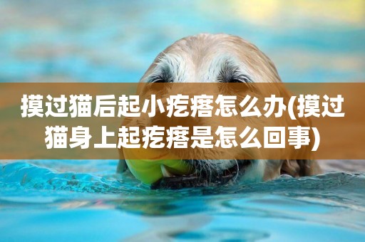 摸過貓后起小疙瘩怎么辦(摸過貓身上起疙瘩是怎么回事)